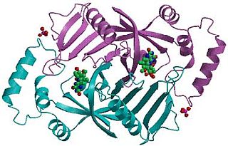 <span class="mw-page-title-main">Pyridoxine 5′-phosphate oxidase</span> Class of enzymes