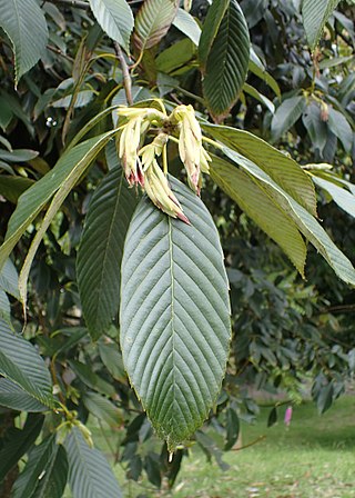 <i>Quercus rex</i> Species of oak tree