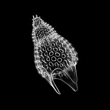 Nassellarian radiolarians can be in symbiosis with dinoflagellates.