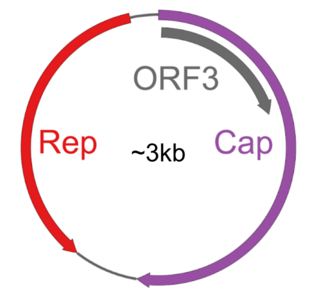 <i>Redondoviridae</i> Family of viruses