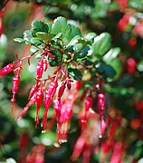 Ribes speciosum