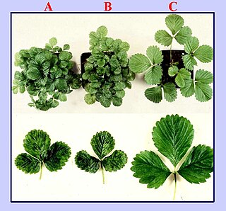 <i>Strawberry vein banding virus</i> Species of virus