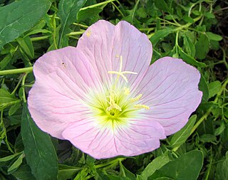 <i>Oenothera speciosa</i> Species of flowering plant