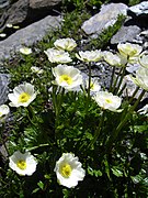 Ranunculus alpestris