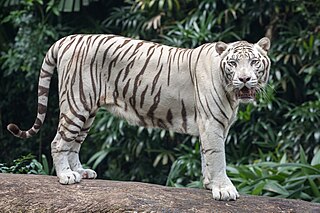 <span class="mw-page-title-main">White tiger</span> Tiger morph