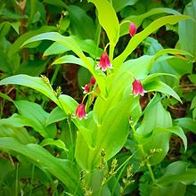 Streptopus lanceolatus blooms.jpg