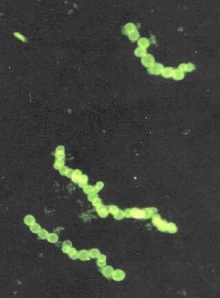 <i>Thiomargarita namibiensis</i> Species of bacterium