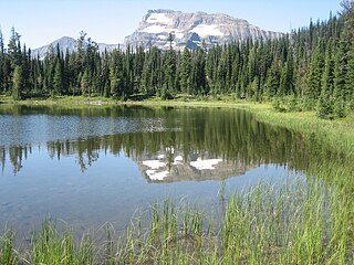 <span class="mw-page-title-main">North Central Rockies forests</span> Temperate coniferous forest ecoregion in Canada and the United States