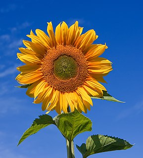 <i>Helianthus</i> Genus of flowering plants, the sunflowers