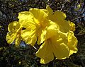 Tabebuia chrysotricha