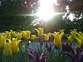 Tulip Festival, Albany, NY, 2008