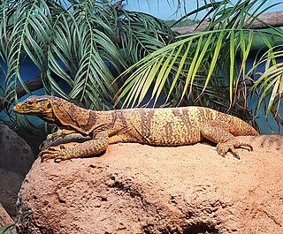 <span class="mw-page-title-main">Gray's monitor</span> Species of lizard