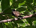 White-spotted fantail at Ananthagiri Hills, in Rangareddy district of Andhra Pradesh, India.