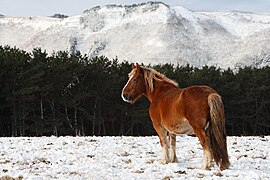 尻屋崎の寒立馬