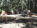 Horses near Bierstadt Lake in the Rocky Mountains