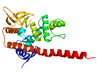 <span class="mw-page-title-main">ERM protein family</span> Protein family