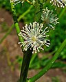   Actaea racemosa