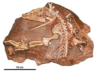 <i>Aerosaurus</i> Extinct family of mammals