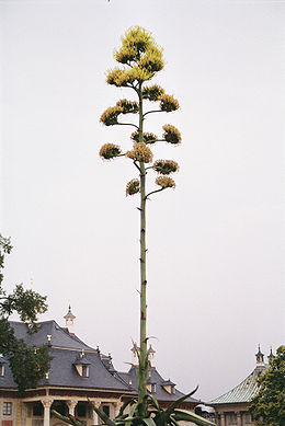 Amerikinė agava (Agave americana)