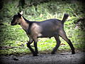 Anak kambing jantan Malaysia