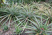 Ananas comosus (Bromeliaceae)