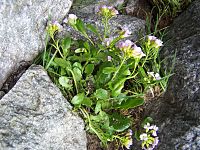 Arabidopsis neglecta