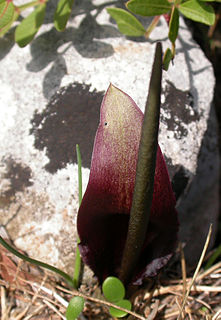 <i>Biarum</i> Genus of flowering plants