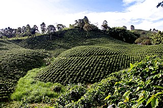 <span class="mw-page-title-main">Colombian coffee growing axis</span> Region of Colombia known for growing coffee