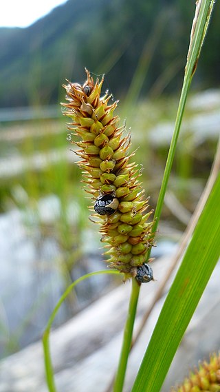 <span class="mw-page-title-main">Smut (fungus)</span> Reproductive structure of fungi