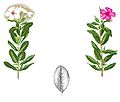 Tekening van Catharanthus roseus, ca. 1880