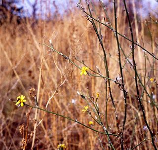 <i>Chondrilla juncea</i> Species of flowering plant