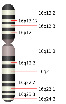 Chromosome 16.svg