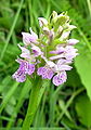 Blütenstand von Dactylorhiza majalis subsp. baltica