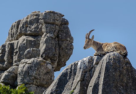 Kamèng Seupanyo (Capra pyrenaica hispanica) di ateuh batèe di El Torcal, Andalusia. (rayek gamba: 4.607 × 3.200)