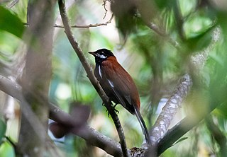 White-eared solitaire Species of bird