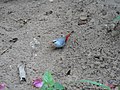 Schönbürzel Lavender Waxbill