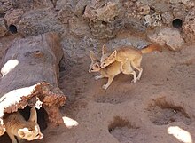 Male fennec fox mounting a female Fenecs (crop).jpg