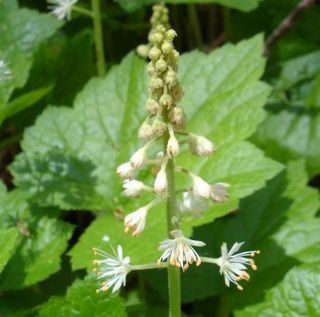 Saxifragaceae Family of flowering plants in the Eudicot order Saxifragales