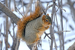 <span class="mw-page-title-main">Fox squirrel</span> Species of mammal