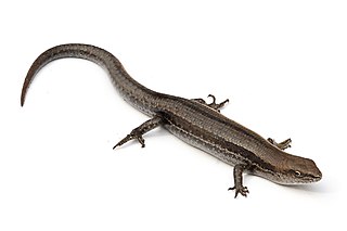 Common garden skink Species of lizard