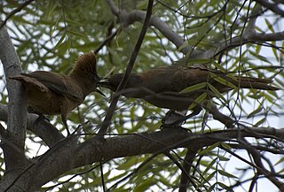 <span class="mw-page-title-main">Cacholote</span> Genus of birds