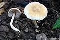 !!!Inocybe hirtella!!!