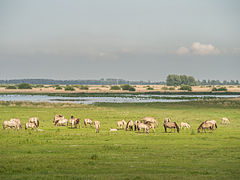 Groupe de chevaux gris dans un paysage de marécages, broutant.