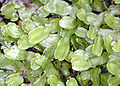 Conocephalum conicum, a large thallose liverwort.