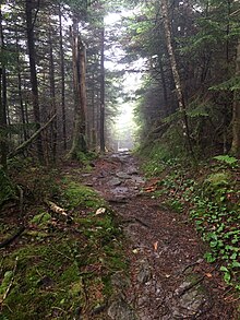 This is a section of the Long Trail. Taken during the Summer time, the trees are dark green and the path is a rich brown.