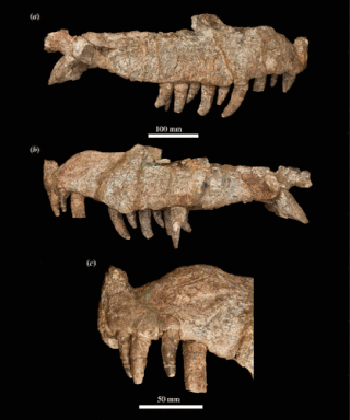 <i>Mambawakale</i> Extinct genus of reptiles