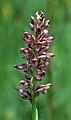 Anacamptis coriophora Germany - Bavaria - Franconia