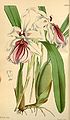 Miltonia spectabilis plate 4204 in: Curtis's Bot. Magazine (Orchidaceae), vol. 72, (1846)