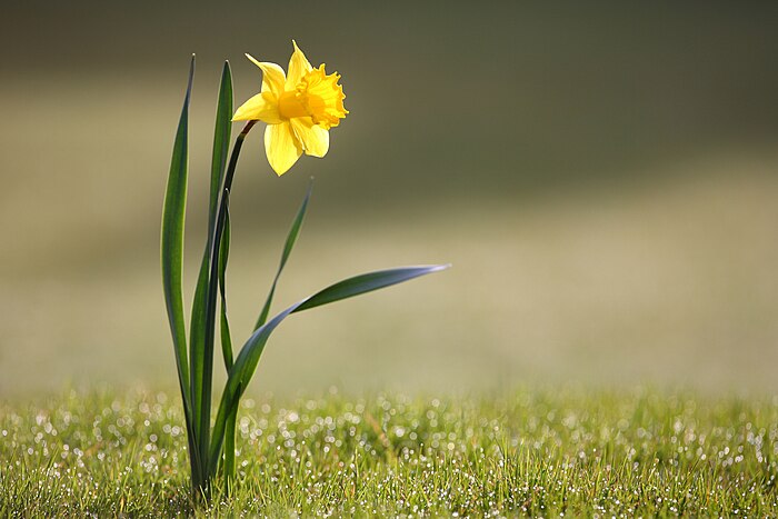 Wild daffodil