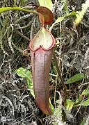 Nepenthes beccariana